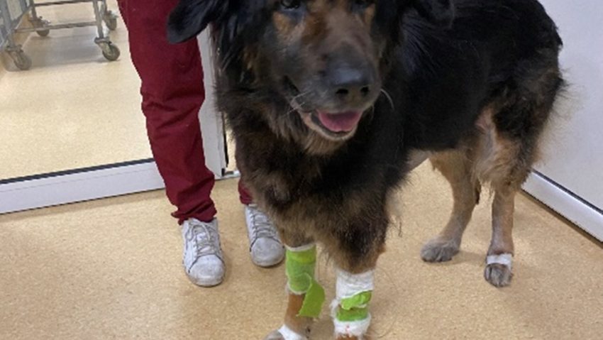 Premieră în chirurgia veterinară la USAMV Premieră în chirurgia veterinară la USAMV