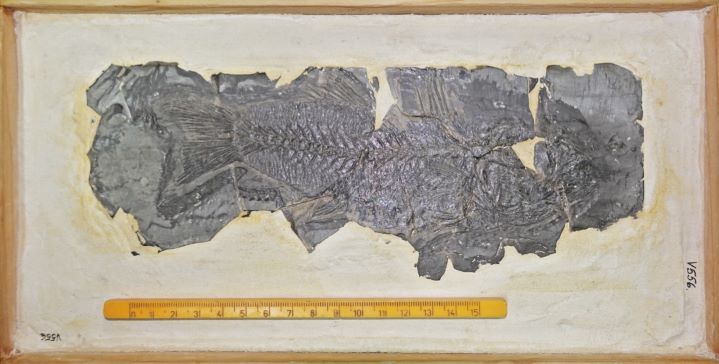 Cea mai veche fosilă de biban de mare, descoperită de cercetătorii români