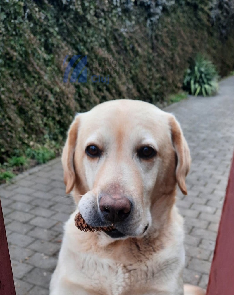 Câinii ascultă și învață