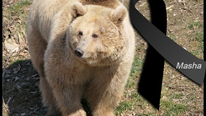 Masha a murit la sanctuarul din Zărnești Masha a murit la sanctuarul din Zărnești
