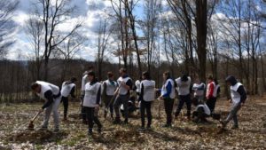 200 de hectare de pădure nouă, în Bihor