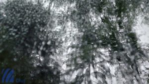 Iarnă blândă în februarie