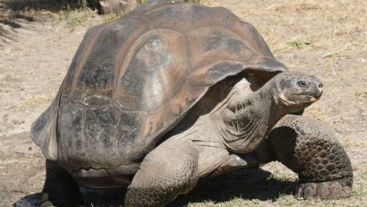 Anchetă după uciderea a patru ţestoase gigantice din Galapagos