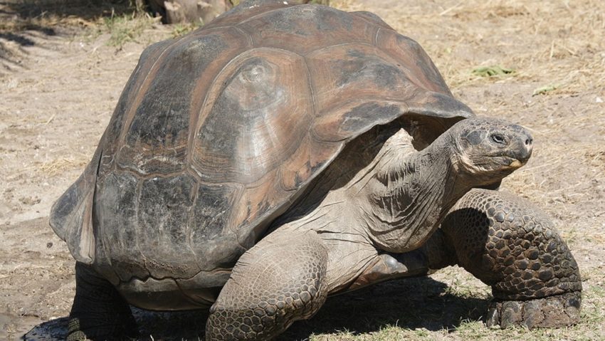 Anchetă după uciderea a patru ţestoase gigantice din Galapagos