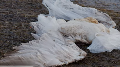 Impactul deşeurilor de plastic asupra păsărilor