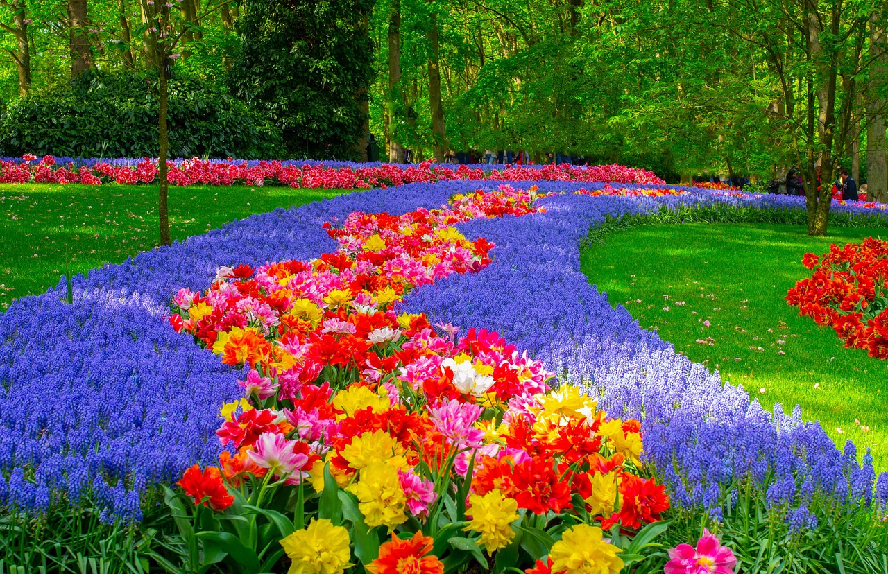 Parcul Keukenhof – cel mai impresionant paradis floral din lume