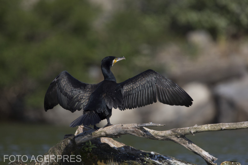 Președintele Iohannis nu e de acord cu vânătoarea extinsă a cormoranilor