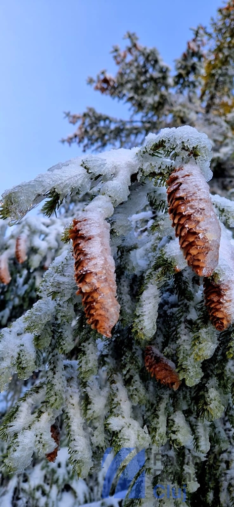 Februarie, luna care „ferică și desferică”