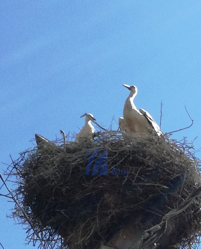 Recensământul berzelor, finalizat: unde sunt cele mai multe cuiburi, în România