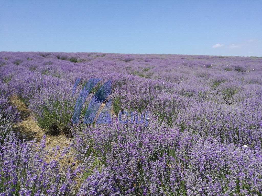 Lavanda prinde rădăcini în Transilvania