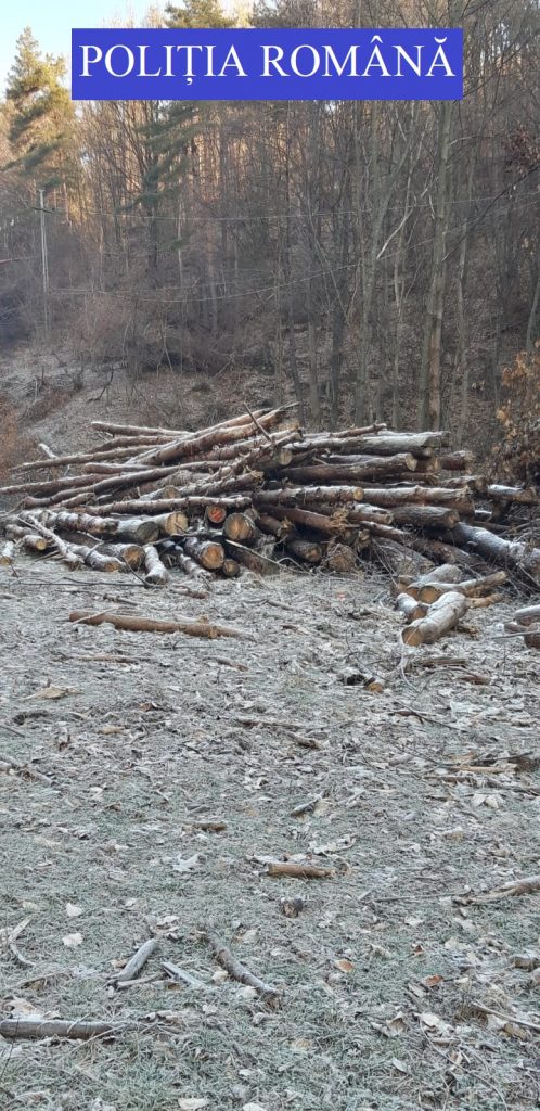 Bărbați cercetați pentru furt de lemne