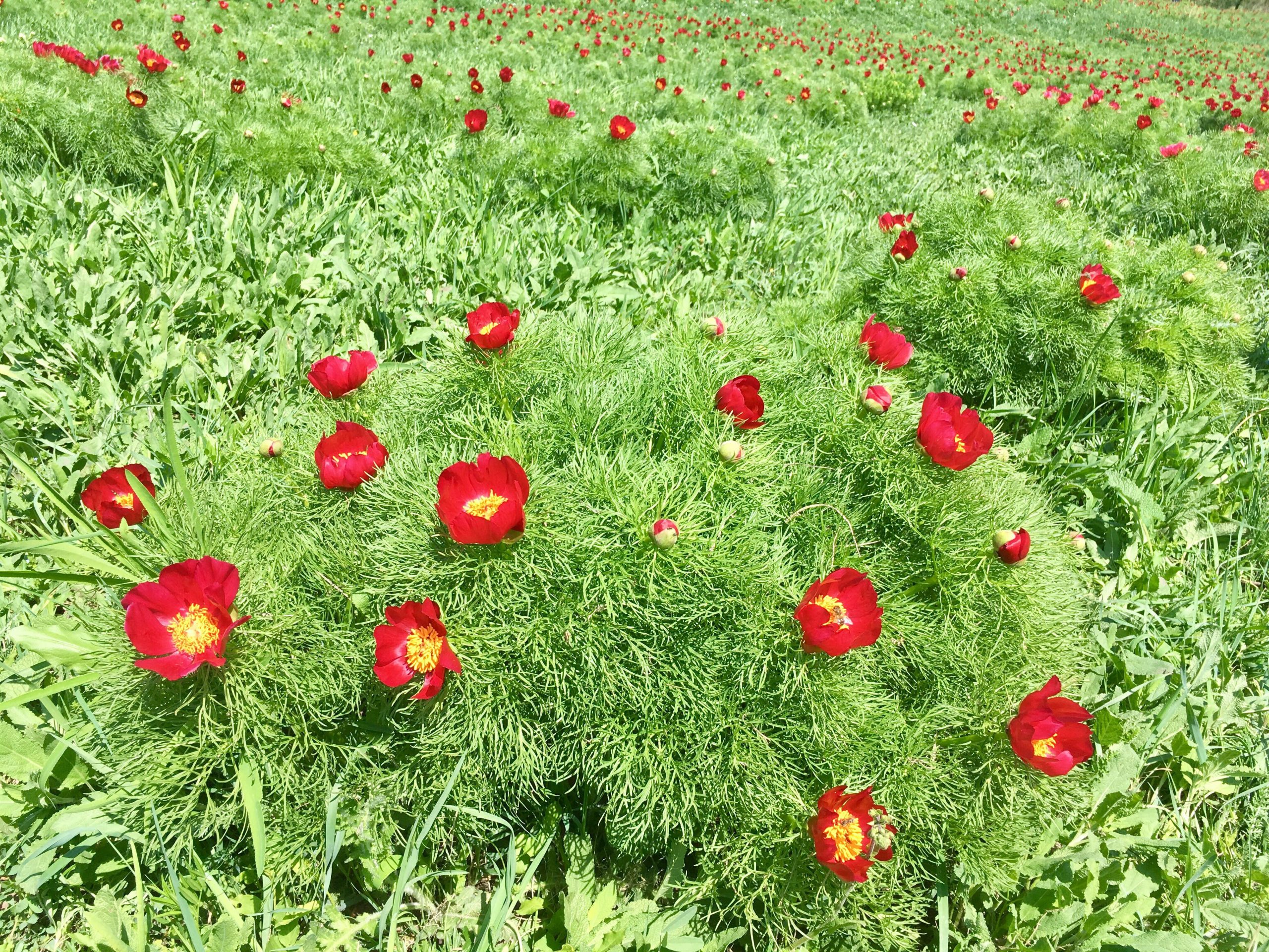 Încep să înflorească bujorii de stepă la Zau de Câmpie!