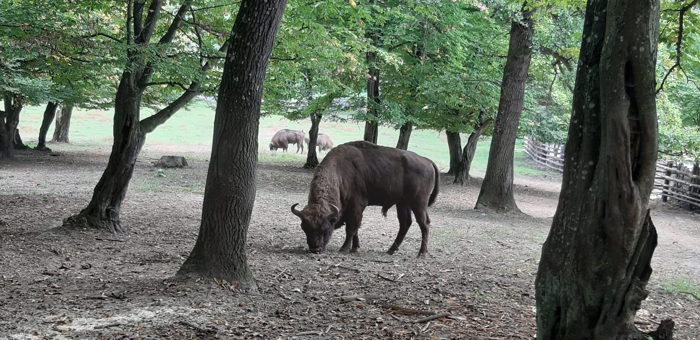 Zimbru decapitat găsit într-o pădure!
