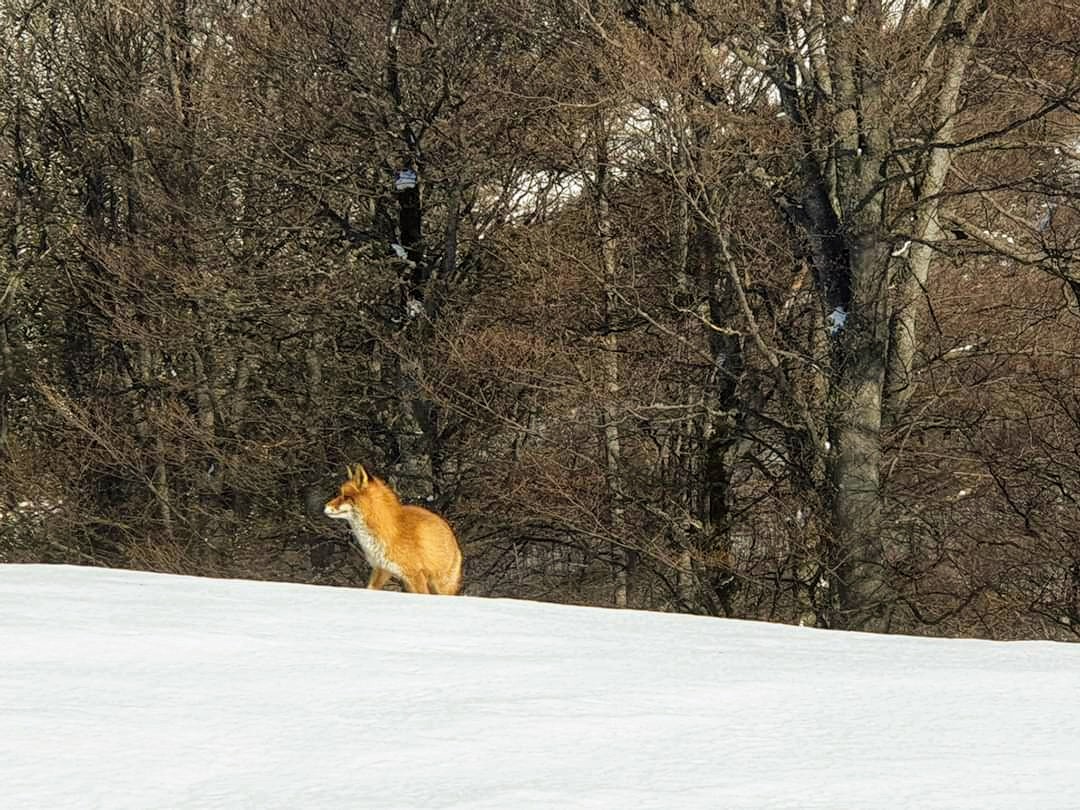 Astăzi sărbătorim trecerea vulpii peste gheaţă!