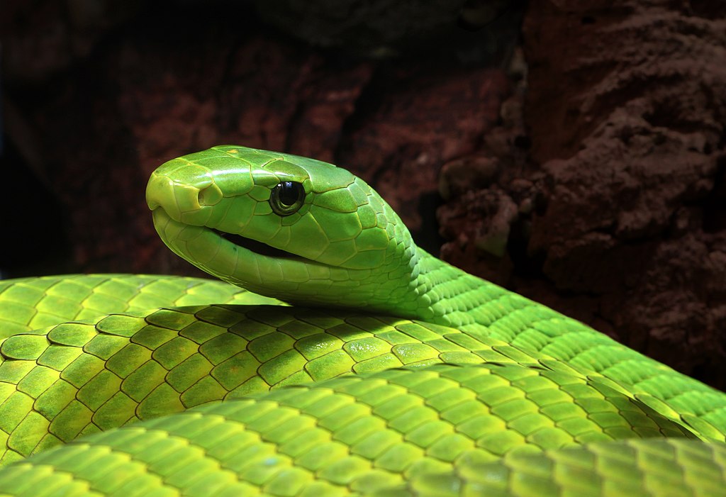 Un mamba verde „extrem de veninos” se plimbă prin oraș