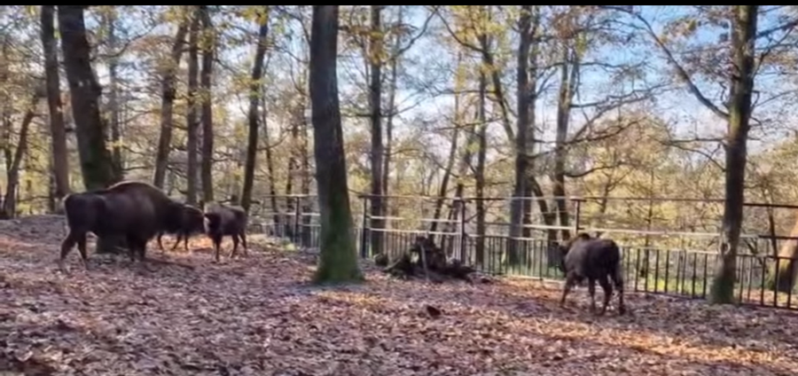 Noi zimbri la Zoo Târgu Mureș