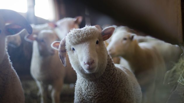 Transport ilegal de ovine