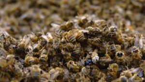 Emmanuel Macron blochează pesticidele periculoase