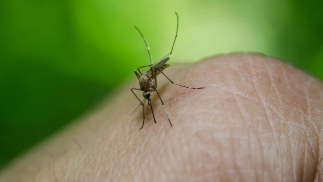 Explozie de cazuri de febră dengue
