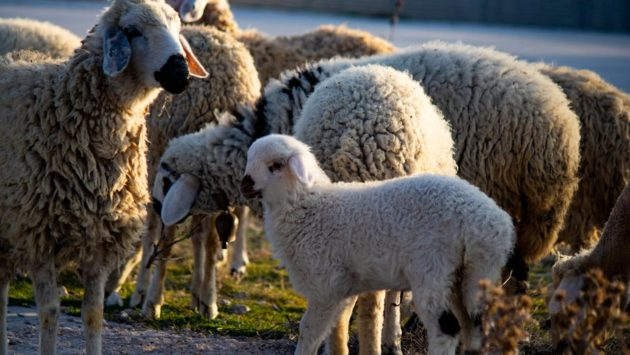 ANSVSA instituie carantină pentru ovine și caprine