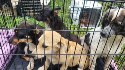 Program de sterilizare a câinilor și pisicilor din Cluj-Napoca