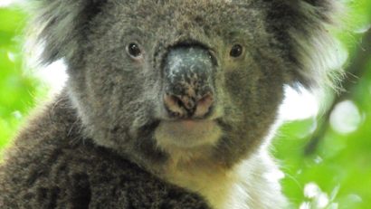 S-a decis uciderea a 750 de urşi koala! Motivul?