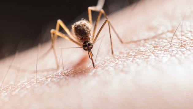 Zeci de cazuri de West Nile în România