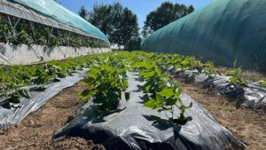 Ce trebuie să știe fermierii care depun cereri de plată la APIA