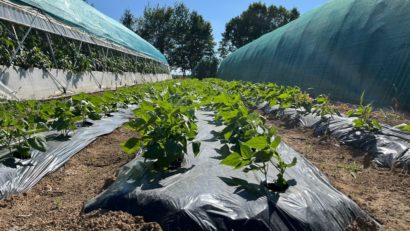 Ce trebuie să știe fermierii care depun cereri de plată la APIA