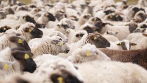 Ovine „ucise” în acte, descoperite vii