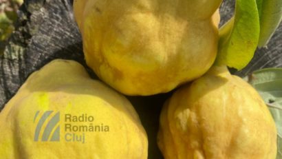 Gutuile, fructele ideale pentru deserturi de sezon