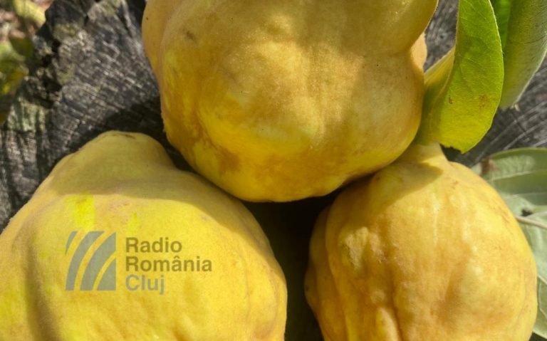 Gutuile, fructele ideale pentru deserturi de sezon