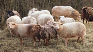 Vaccinare gratuită pentru ovine și caprine