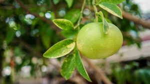 Pomelo: super-fructul sezonului