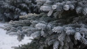 Iarna păstrează normalul perioadei