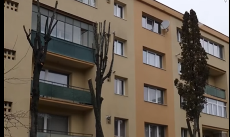 Toaletarea excesivă a arborilor amendată de primăria clujeană