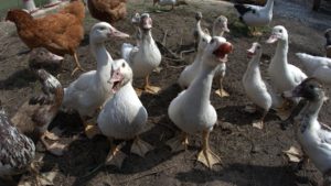 Pericol de răspândire a gripei aviare