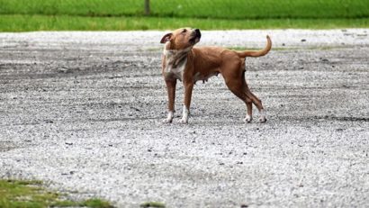 Incident șocant – tânără mușcată de un pitbull, pe Bulevard