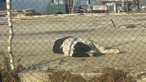 Bărbat condamnat la 3 ani pentru uciderea unui câine