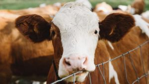 Alertă sanitară – Focar de Boala Limbii Albastre