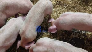 Pestă porcină africană descoperită în două gospodării