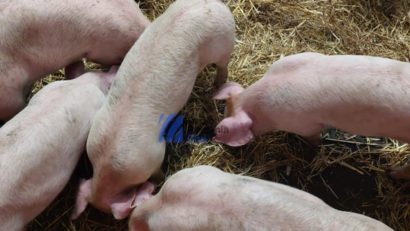 Pestă porcină africană descoperită în două gospodării