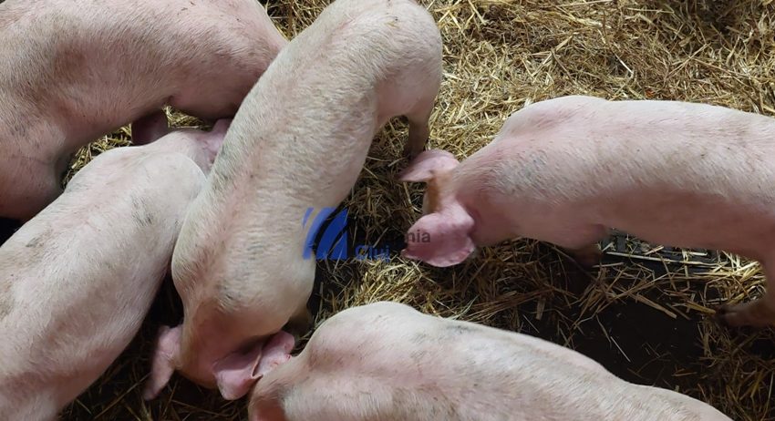 Pestă porcină africană descoperită în două gospodării