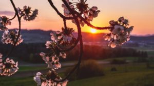 Primăvara începe oficial pe 20 martie