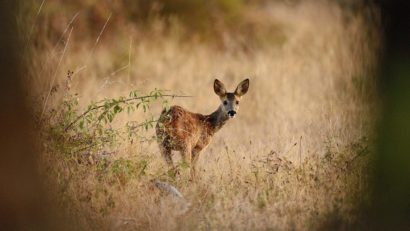 Căprior mort la Zoo din cauza plasticului aruncat de vizitatori