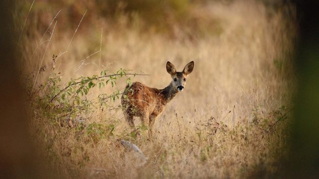 Căprior mort la Zoo din cauza plasticului aruncat de vizitatori