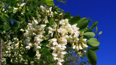 Îngheţul a distrus florile de salcâm