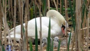 O poveste pe Someș: șapte boboci de lebădă și lecția respectului față de natură