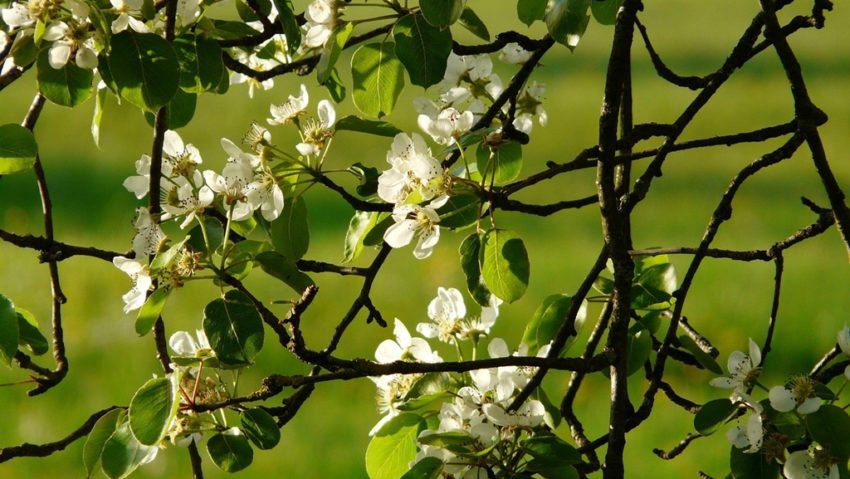Îngheţul târziu a afectat peste 130 de hectare de livezi Îngheţul târziu a afectat peste 130 de hectare de livezi