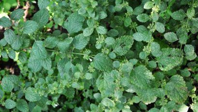 Planta care combate insomniile şi reduce anxietatea